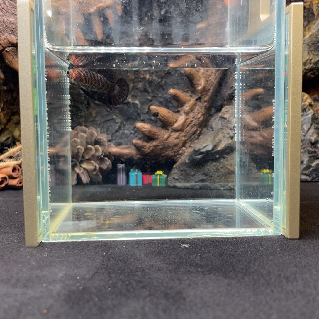 斗鱼十二月十日竞价母鱼