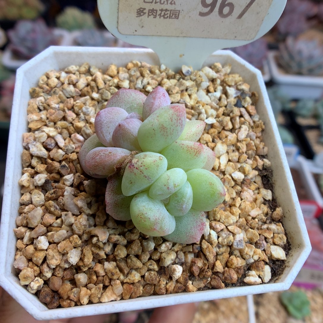 967双头异色冰玉石化多肉