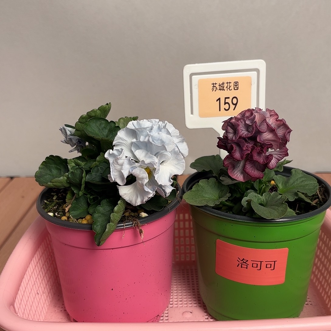 大部分开放少量花苞159