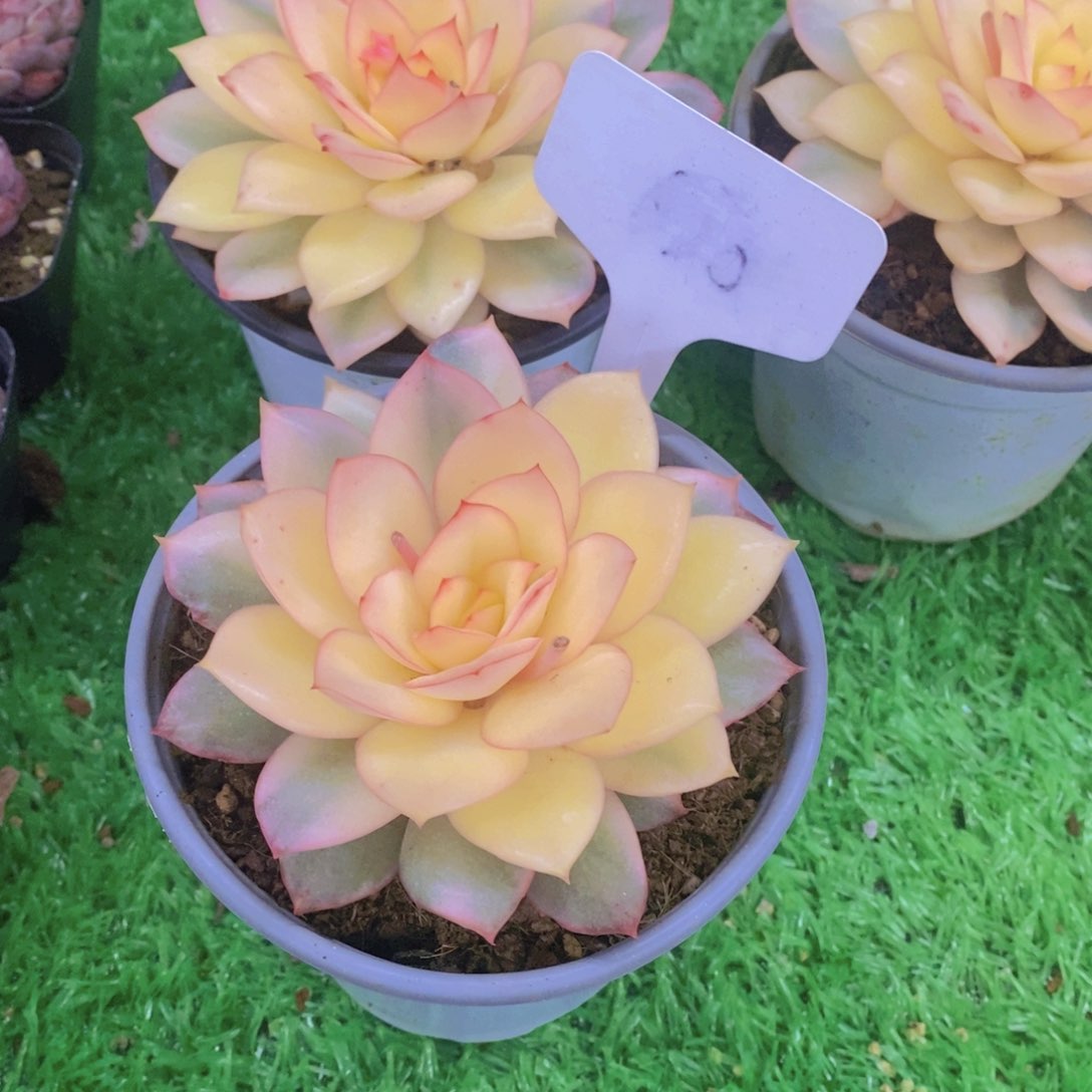 花*?开心多肉植物多肉