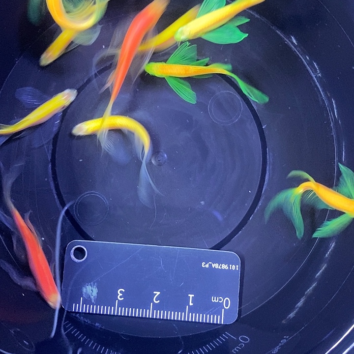 斑马鱼蝶翼斑马瑕疵练手鱼3.5-4厘米10条