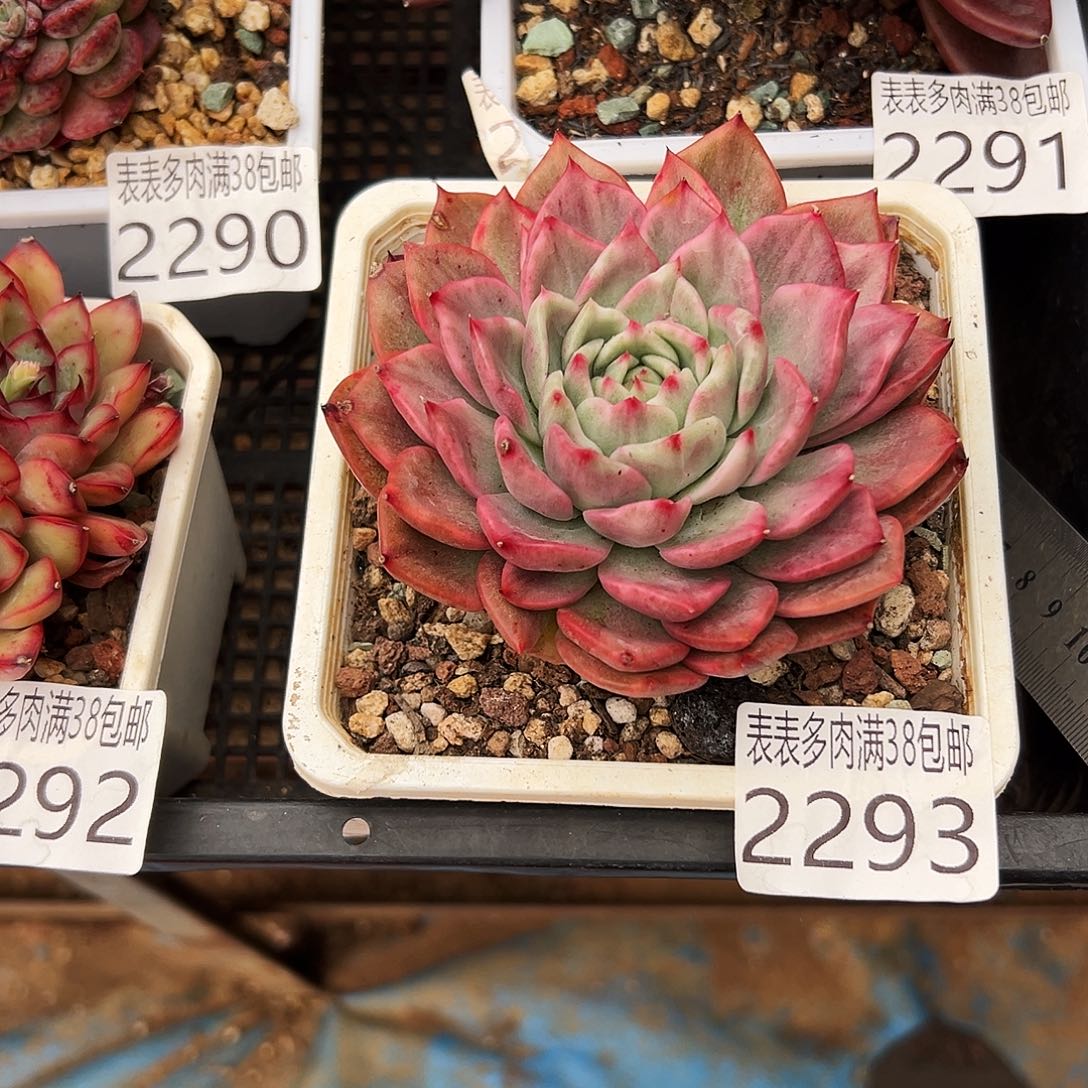 广寒宫多肉一物一拍植物2293