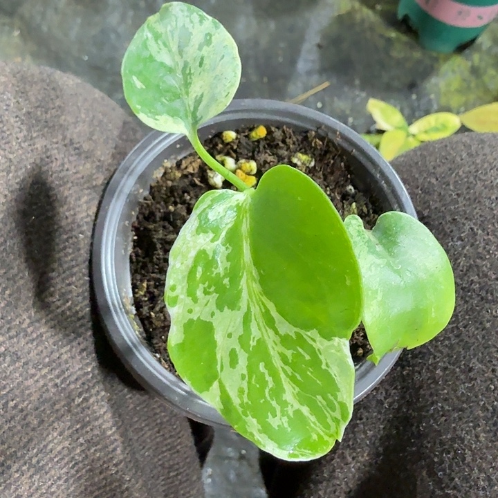 无花朵妙蛙组培苗