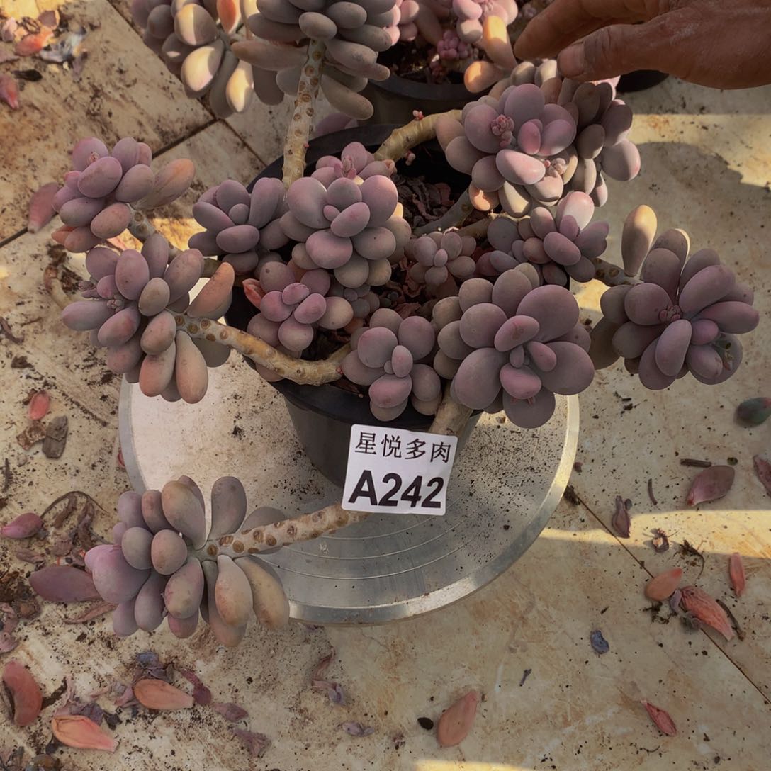 咕**l星悦多肉 A242