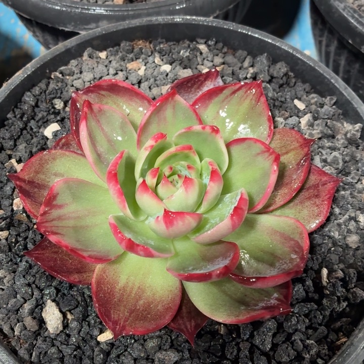 多肉植物惊鸿仙子