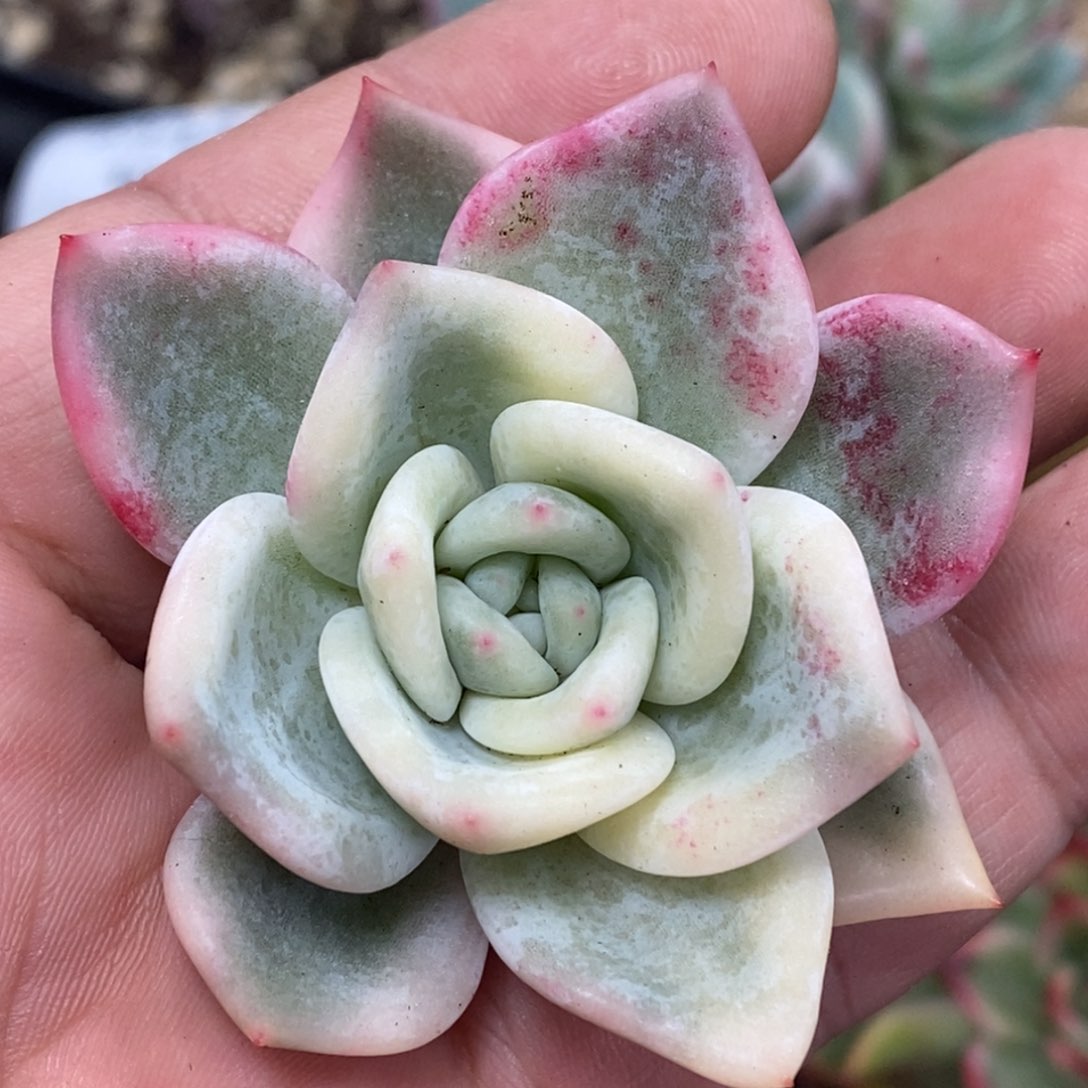 1116伊丽莎白锦 小方花圃一物一拍