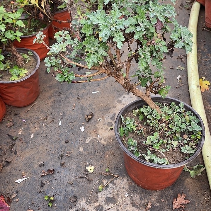 k***s38菊花菊花计划经济家