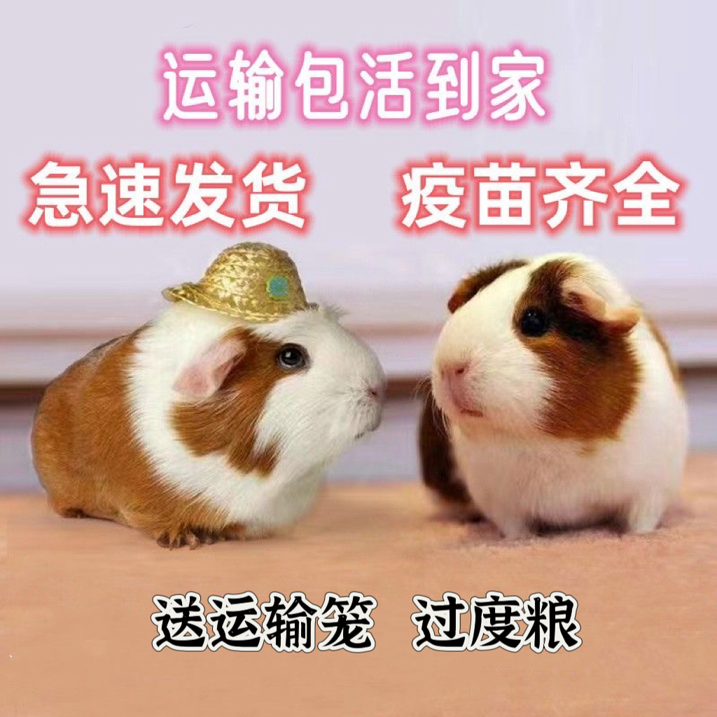 荷兰鼠喂养幼崽小宠物荷兰猪家庭喂养可爱豚鼠适合家庭喂养