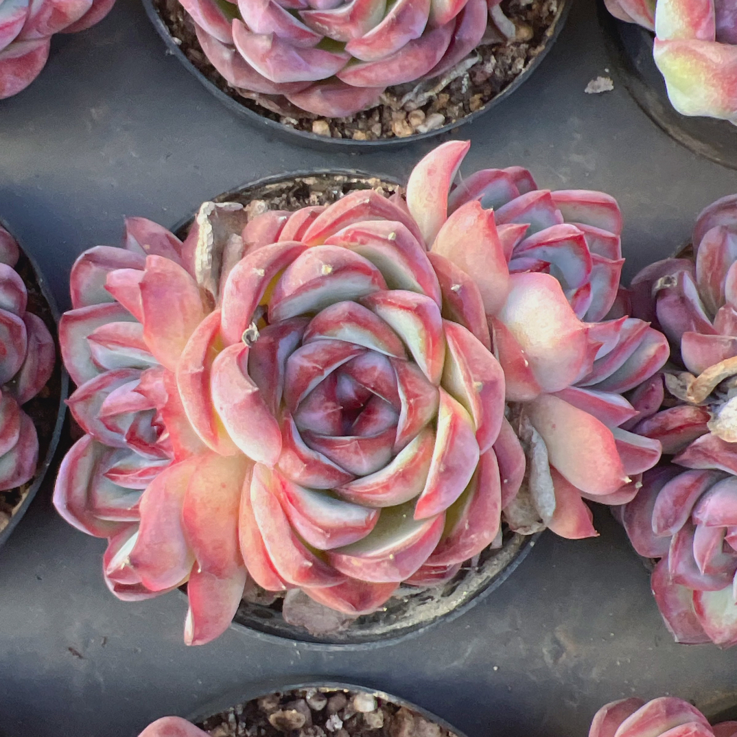 3头起丘比巴尼80#脱土发货