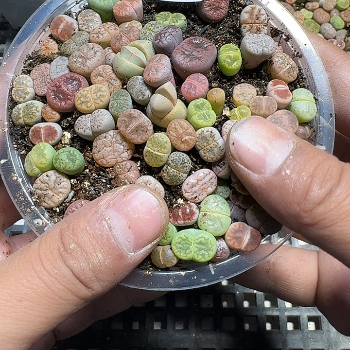 385 多肉植物多肉植物