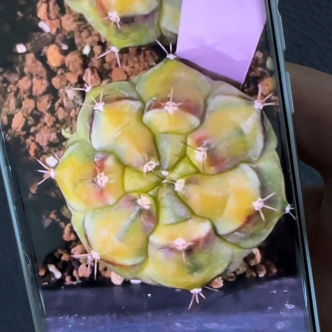 19-0215深海泰国发货多肉