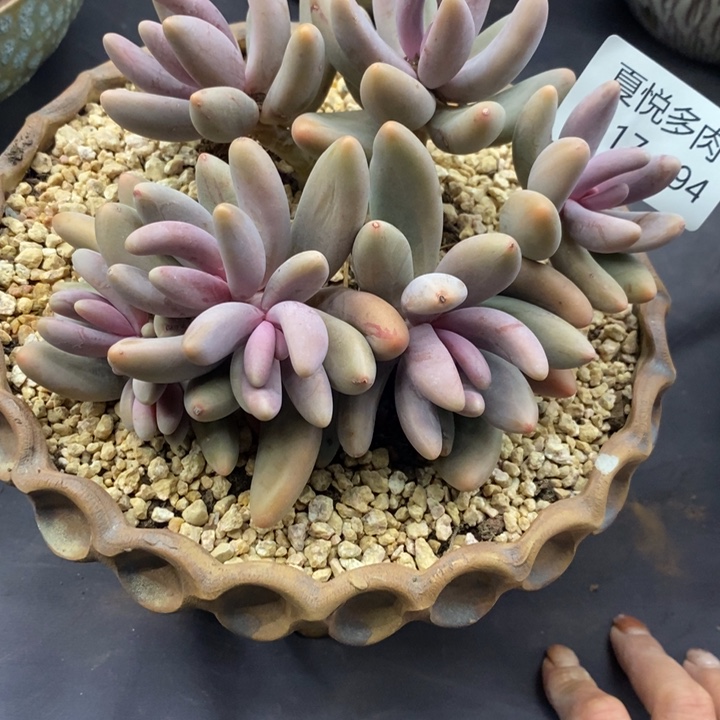 夏悦多肉0117-194红手指