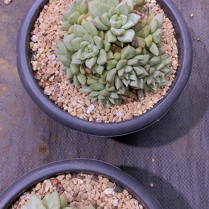 李***4红象牙多肉植物大群