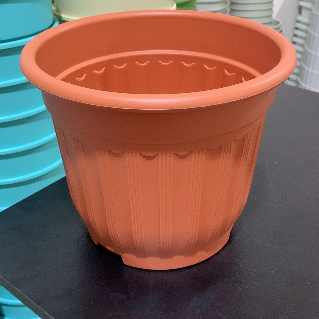 树脂罗马口24红5个无托