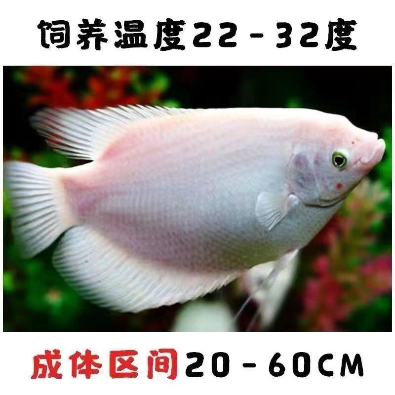 接吻鱼小型淡水热带观赏鱼好养耐活除苔藻宠物鱼