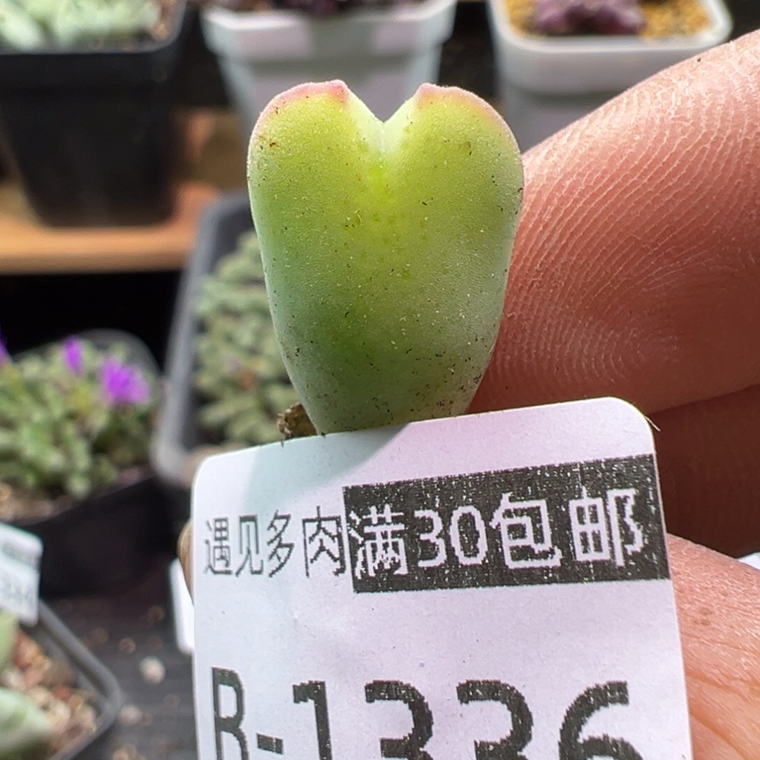 多肉植物1111111111111