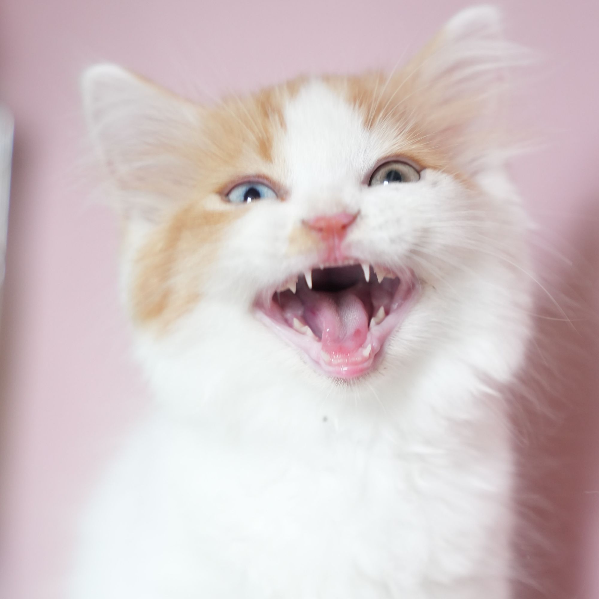 英短系列宠物订金留猫