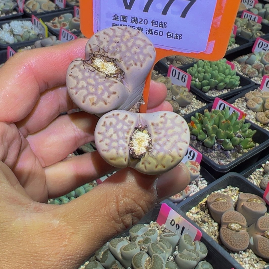 777 一物一拍，默认有伤，介意勿拍，不退不换