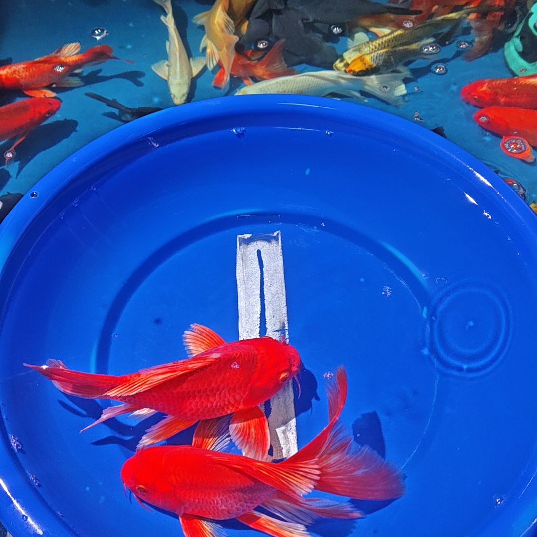 中国大陆冷水观赏鱼蝴蝶鲤