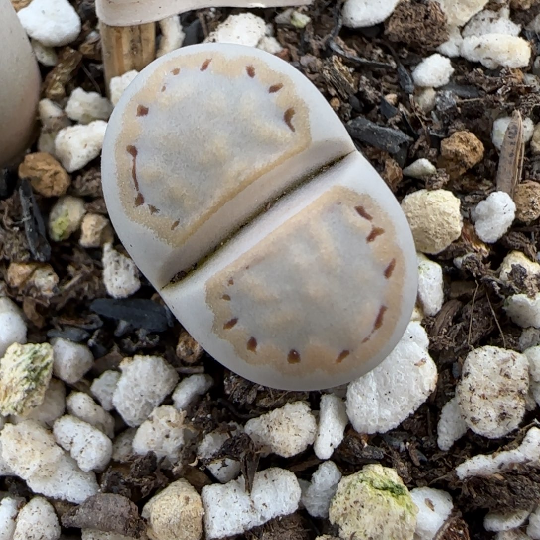 11.29.c216饼干.9023尺寸1.7cm