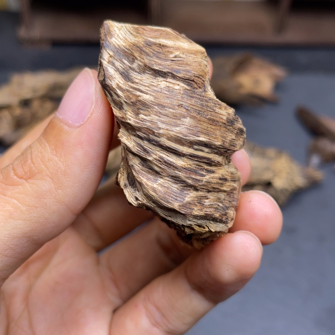 辣***张7克海南尖峰岭纽结