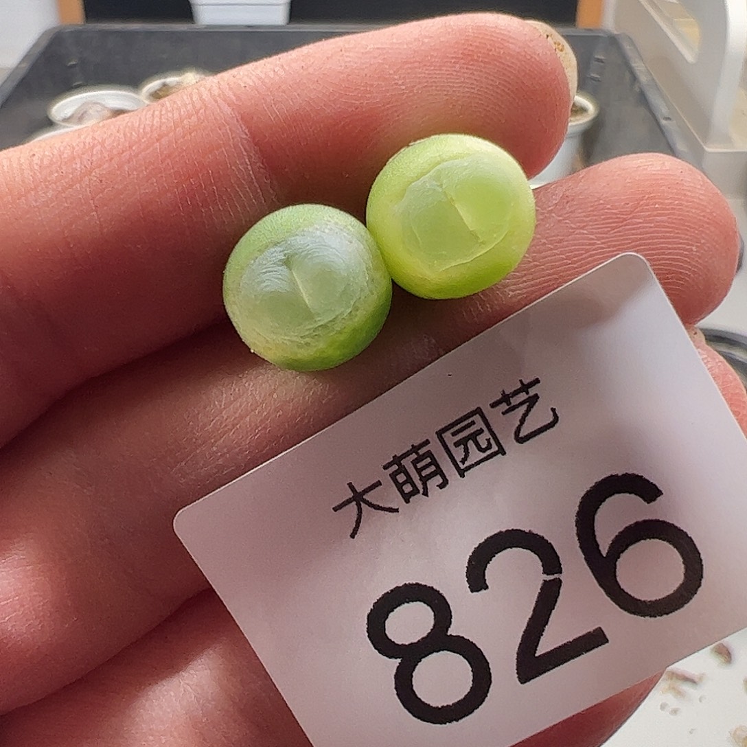 一物一拍。      826