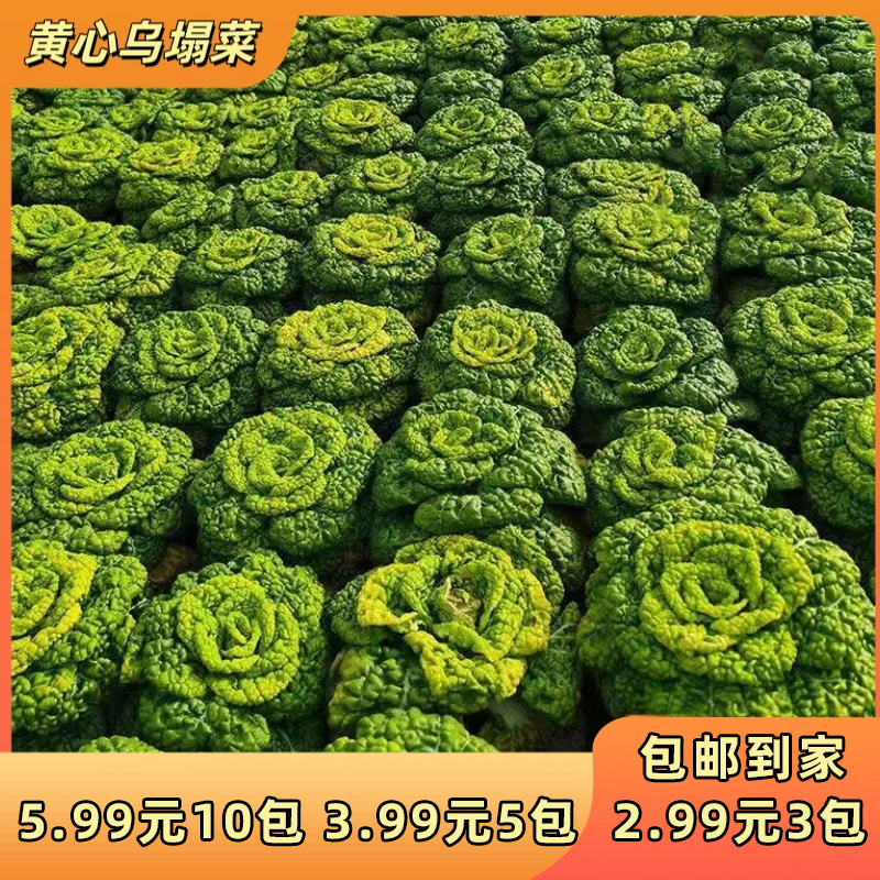 【下单发3包】黄心乌塌菜种子耐寒菊花心黄心菜蔬菜种子春播秋播