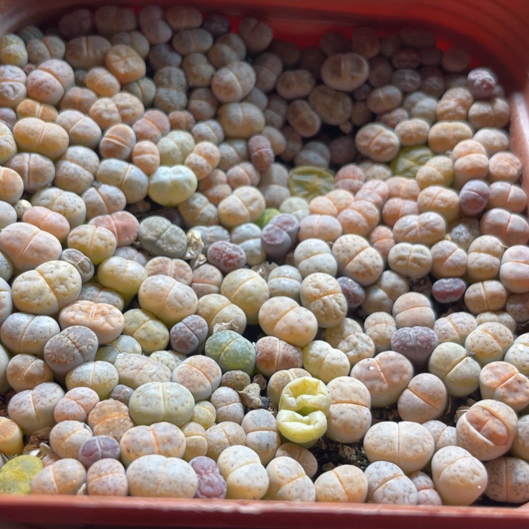 大盆特价一物一拍～64