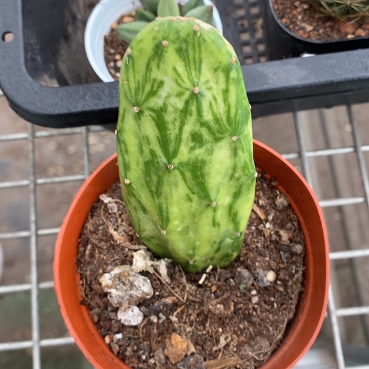 伯克利和格蕾纳等著名音乐