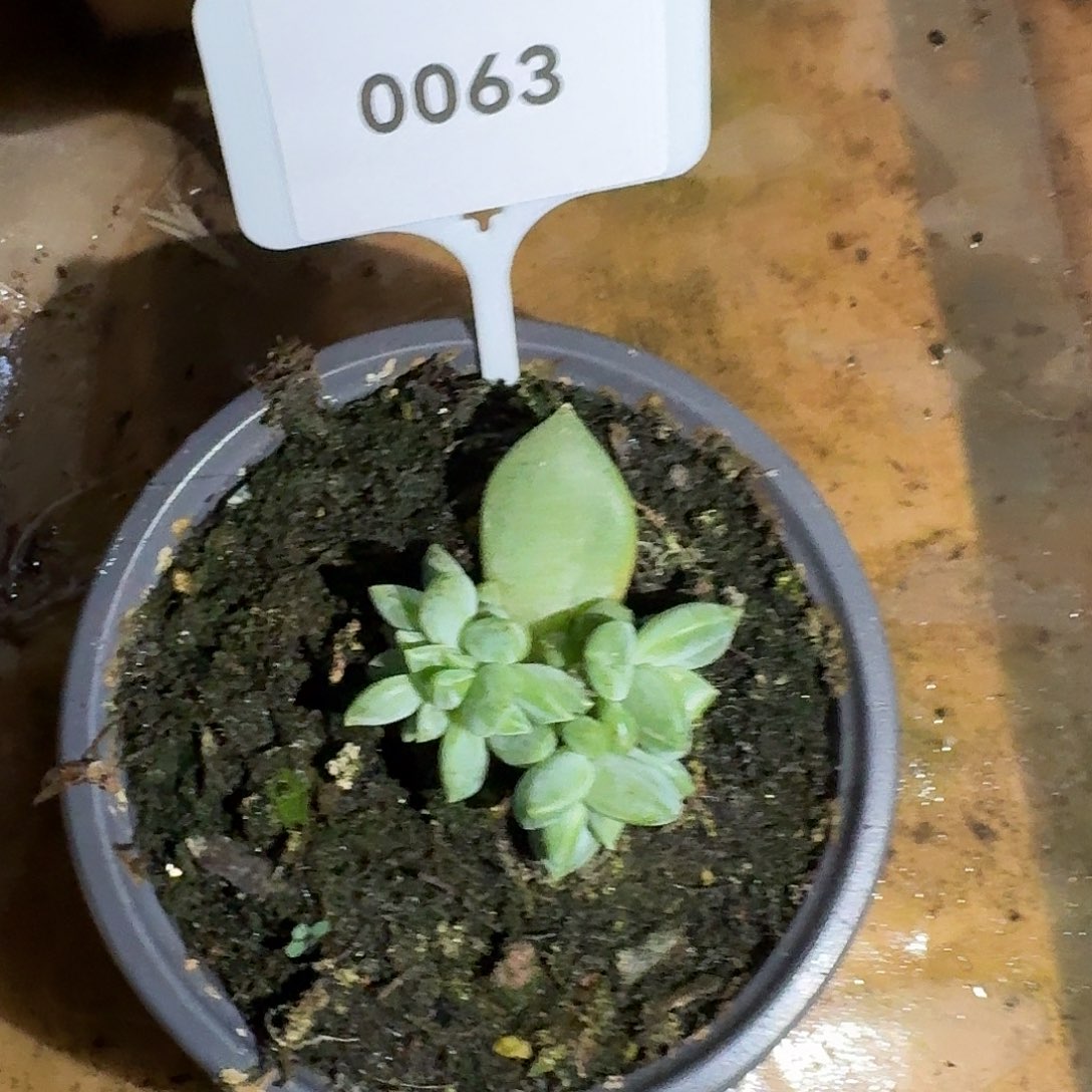 水晶茉莉美人12345678