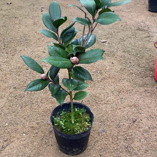 当前无花栽培后可以开花