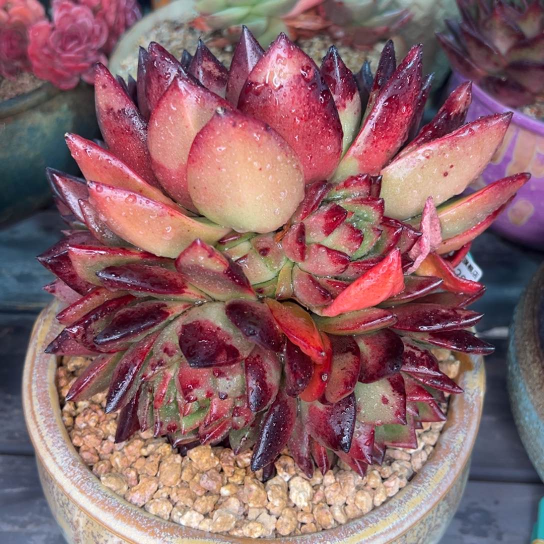 从前慢多肉精选编号0213.204