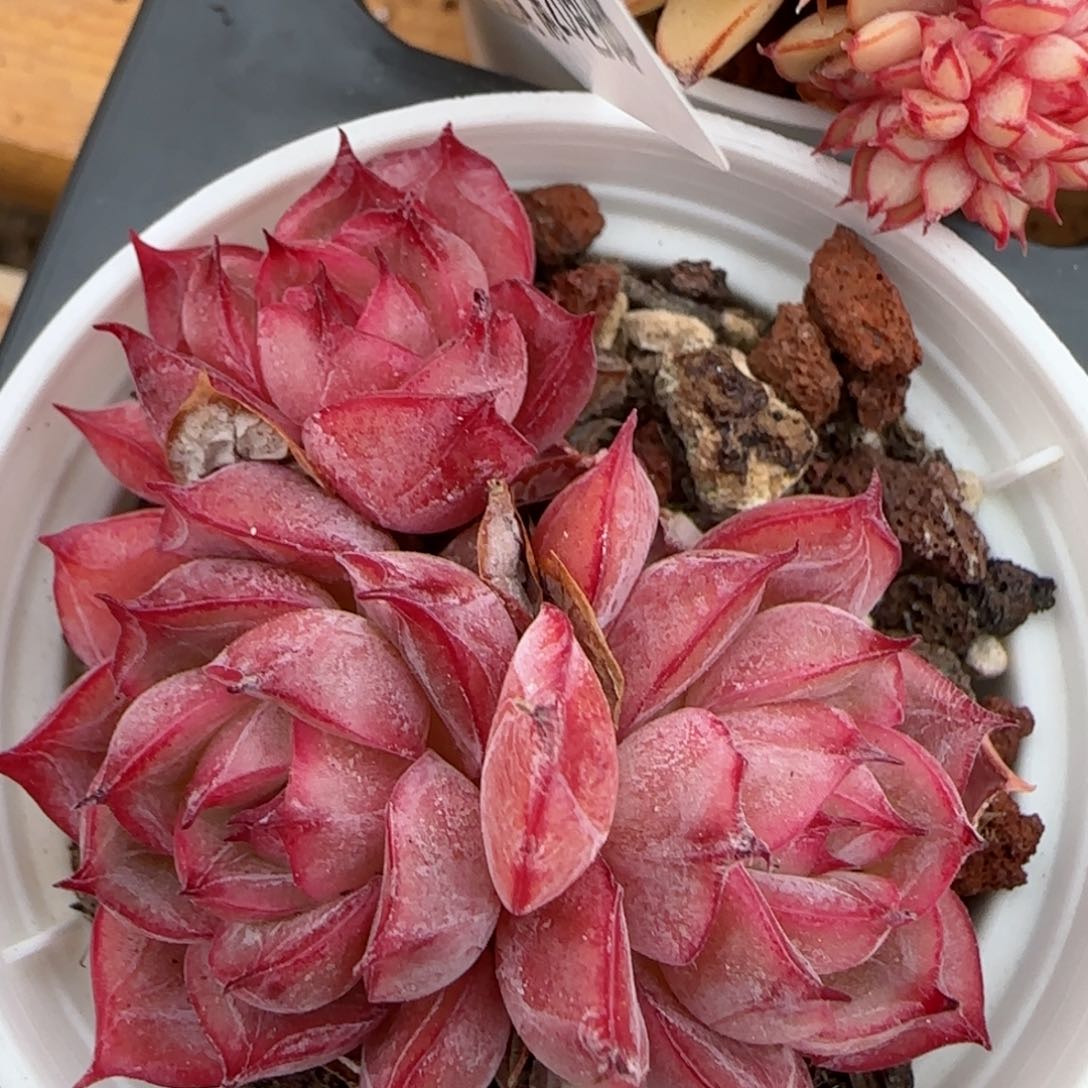 花语逸镜0207-279