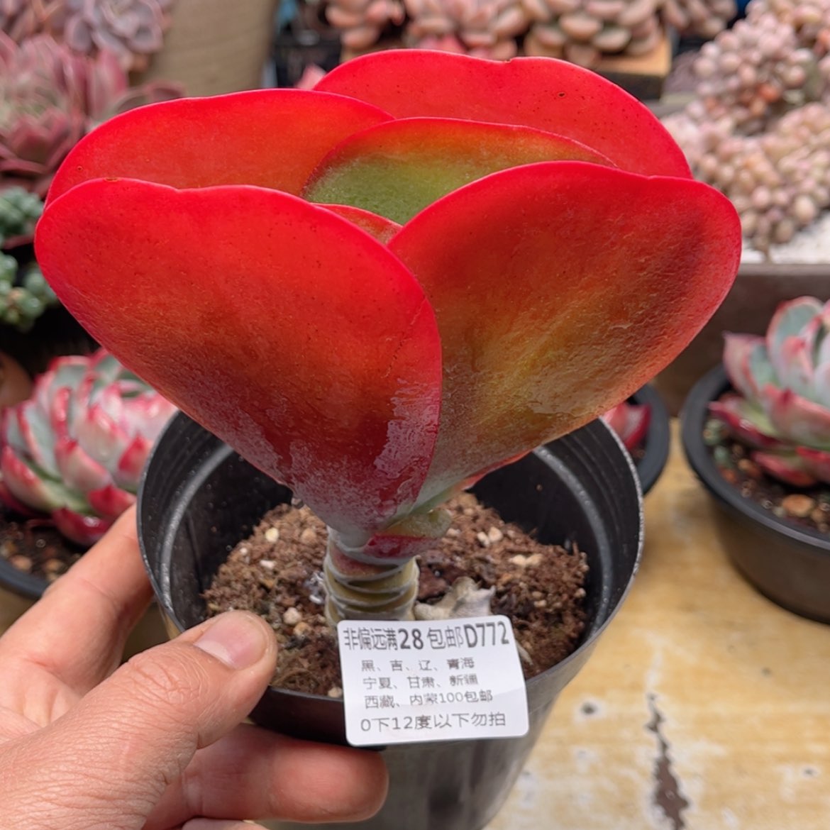 【闪购商品】772唐印