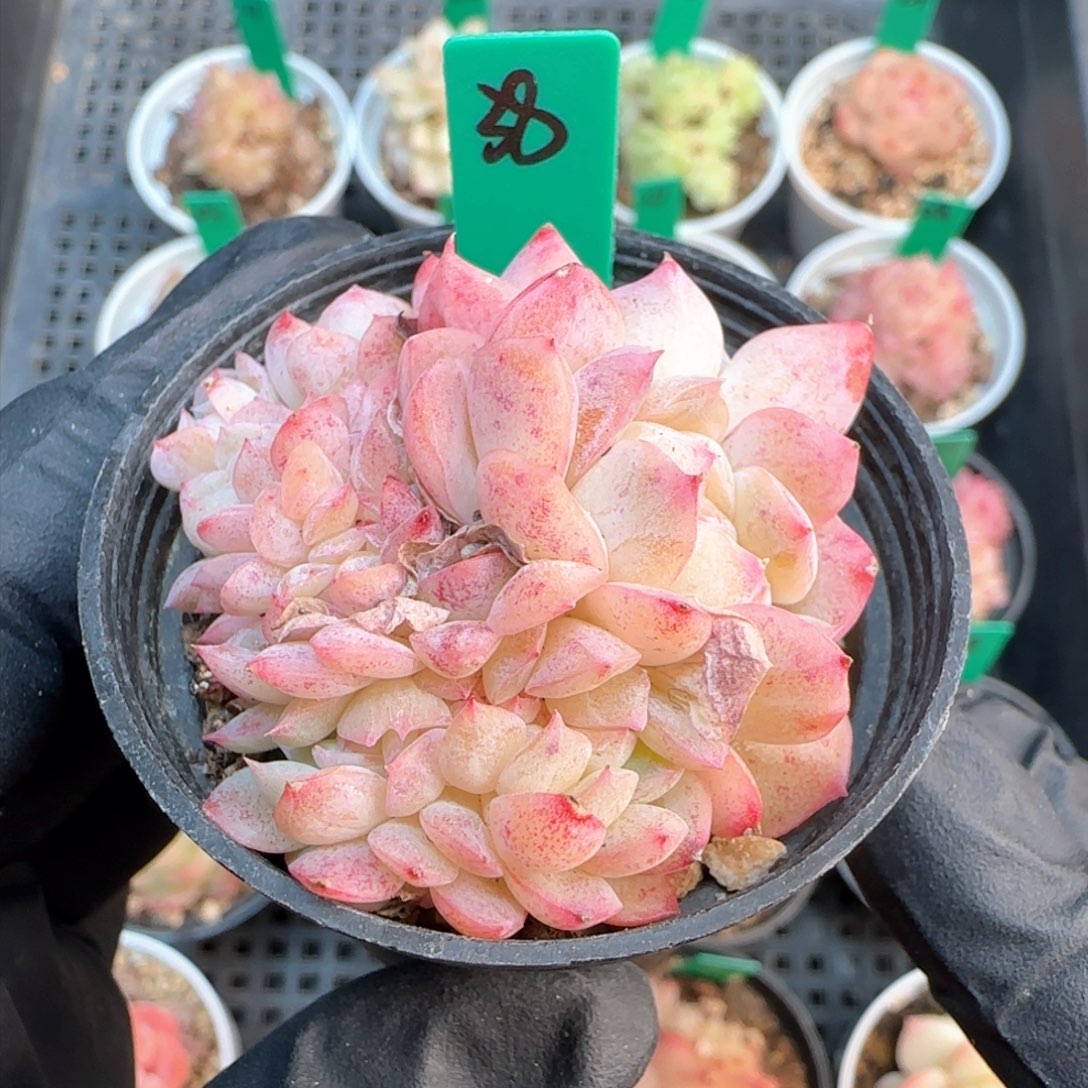 38   糖心缀     h