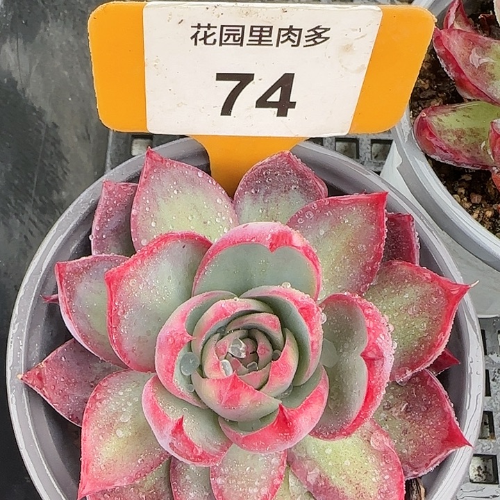 74 惊鸿仙子多肉植物6-9cm