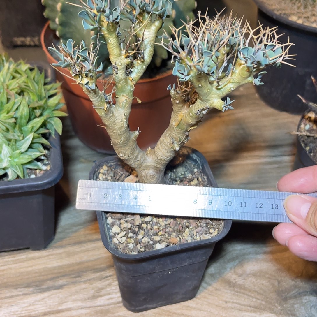 实生黑鬼殿一物一拍的