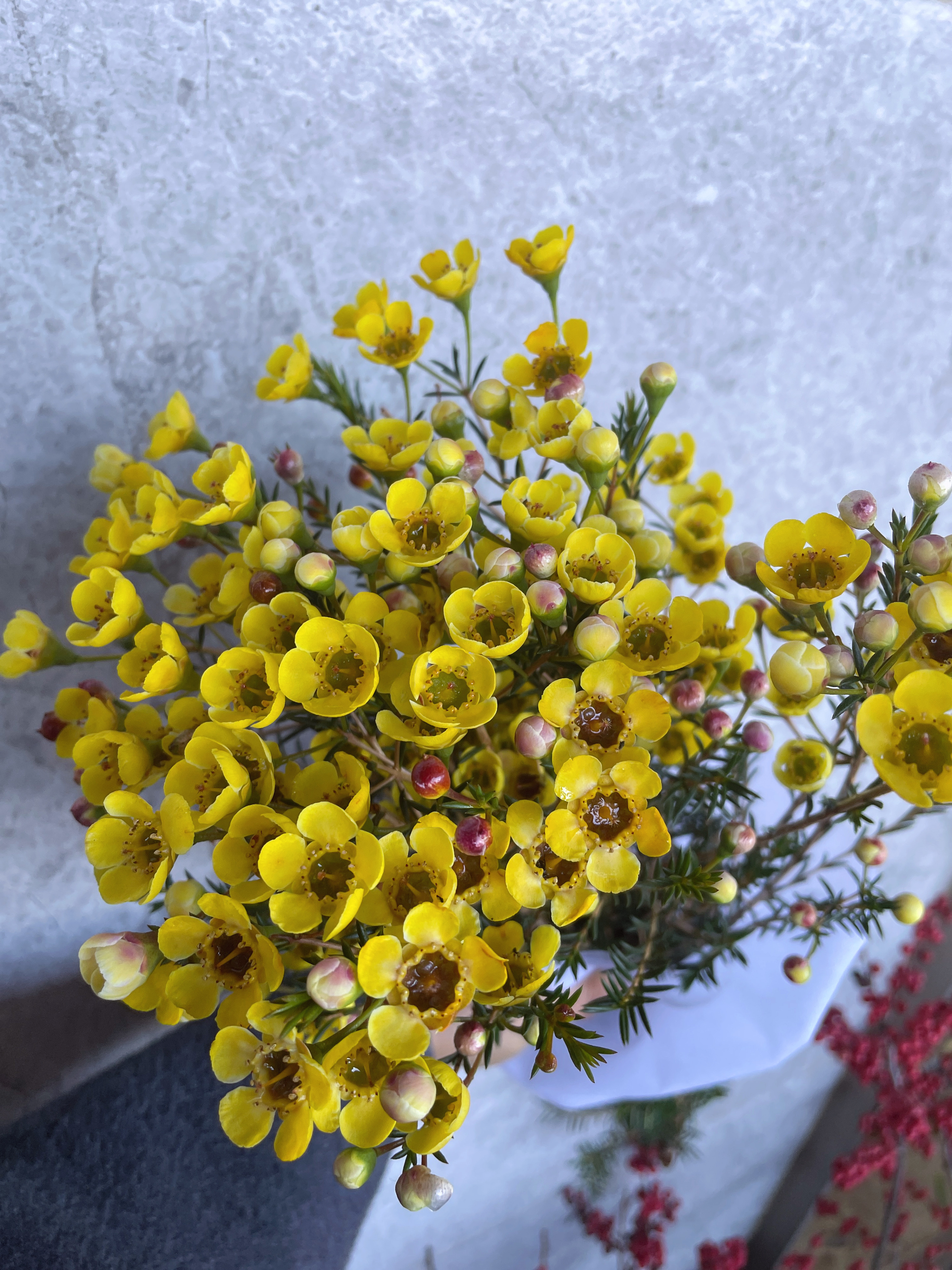 澳洲腊梅鲜花高品质A级长款平头开花云南基地直发鲜切花水养插花