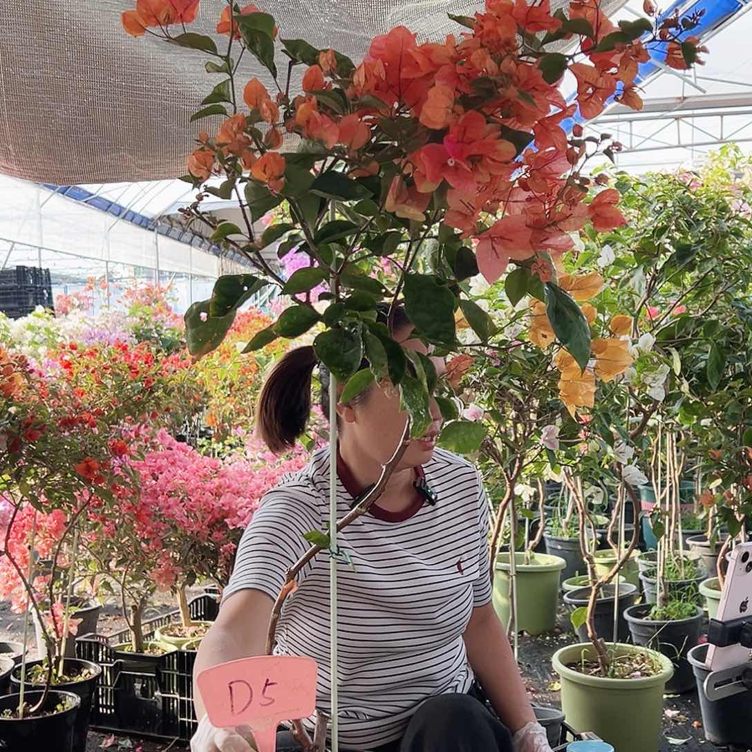 平***果大部分花苞少量开放D5阿达娜