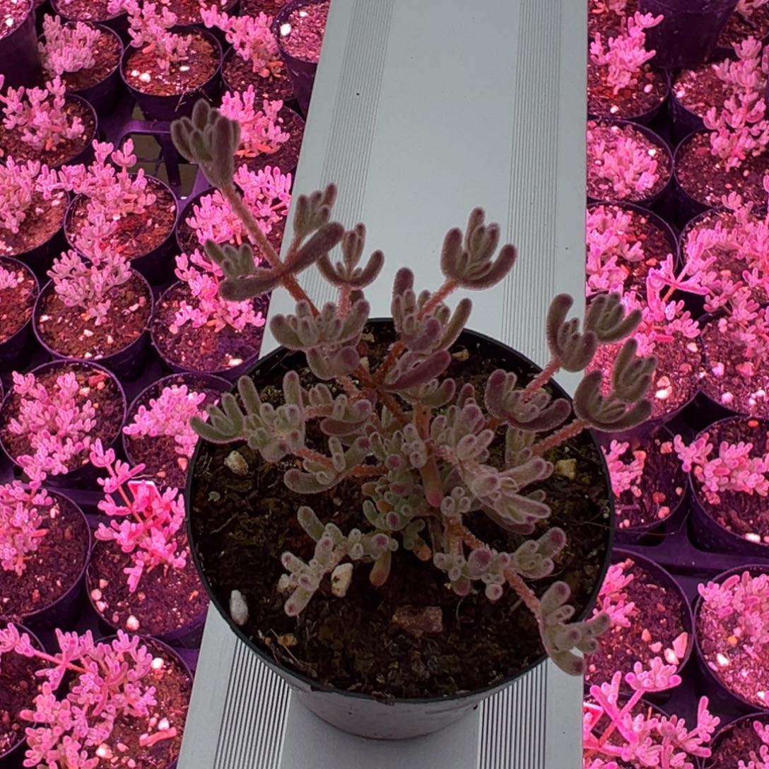 张***蓝冰紫6cm盆一物一拍