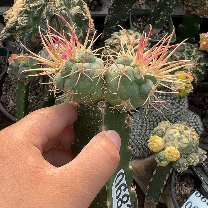 苗接双头高木绯冠龙仙人球683