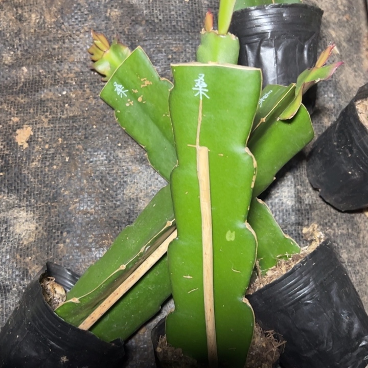 桑吉塔嫁接单片瑕疵小苗一颗一代