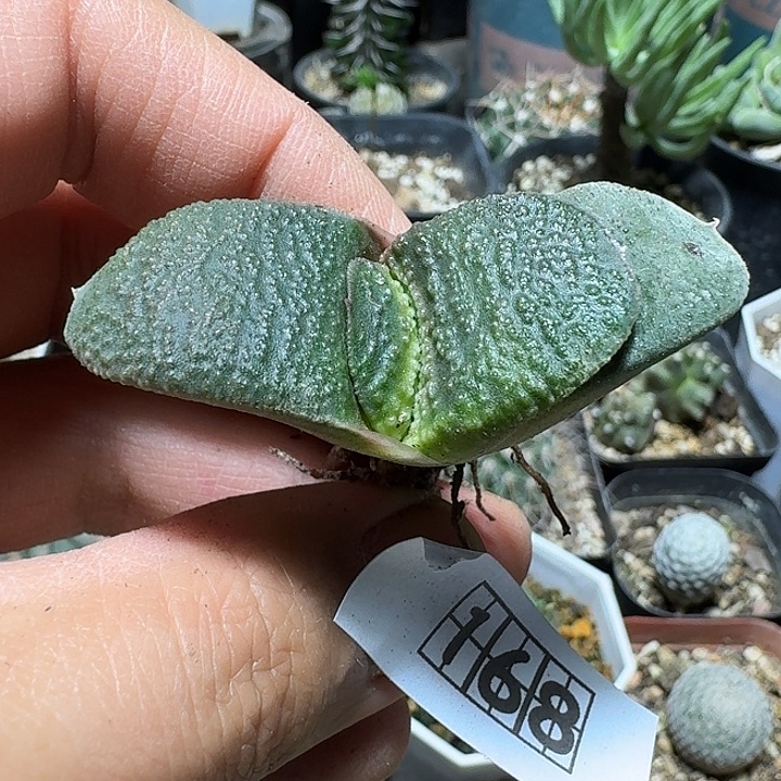 168密you恐龙卧牛实生脱土发货