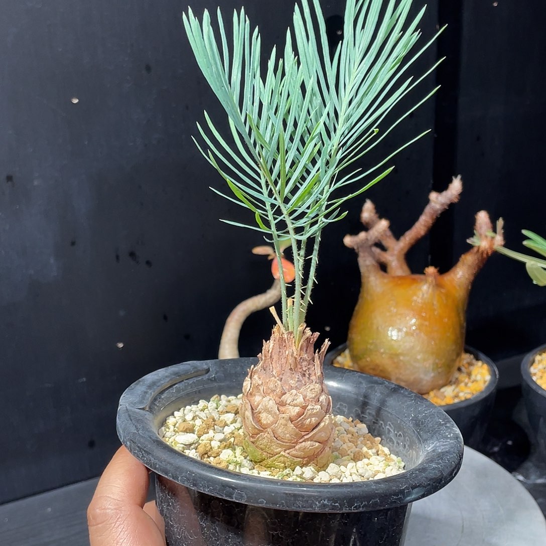 凯恩斯铁树包邮哦