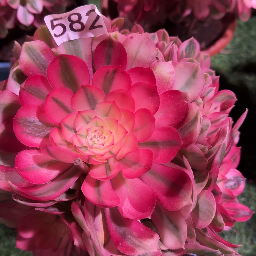 多肉植物法师倾城582