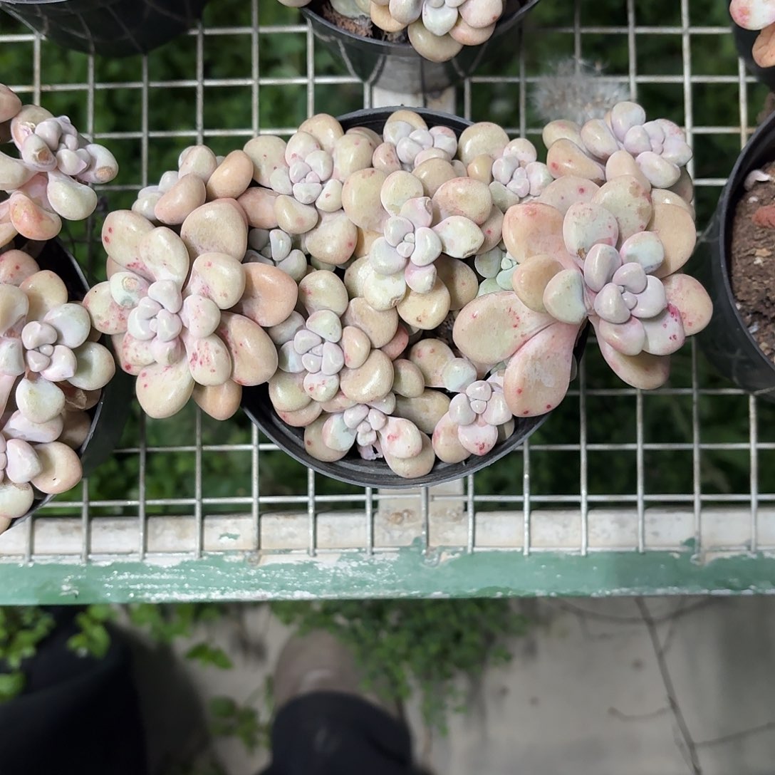 艾伦群生冠幅13-15㎝左右