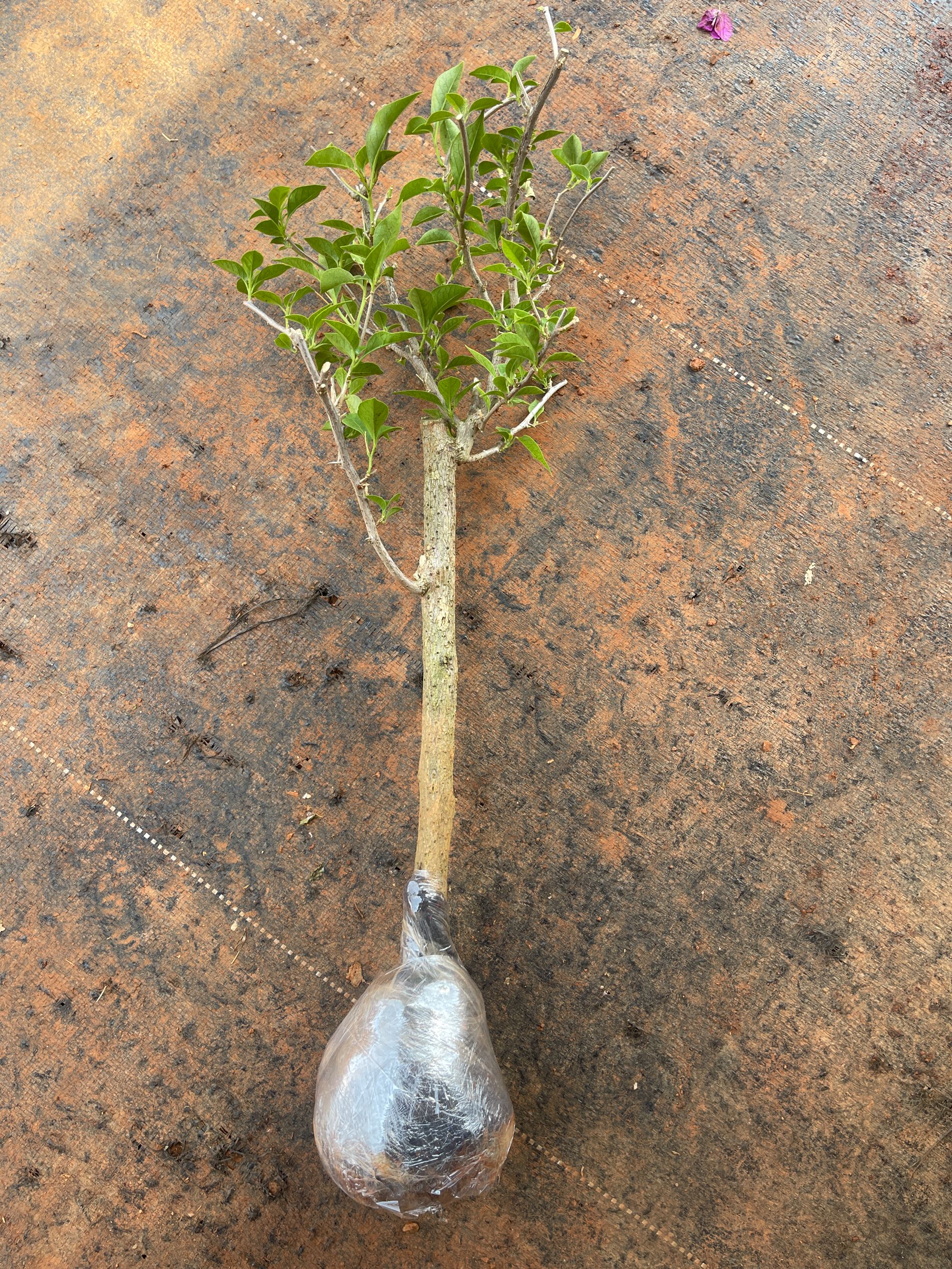 云南紫老桩脱土剪枝带护心土球发货（杆粗2-6公分，高80-120公分）