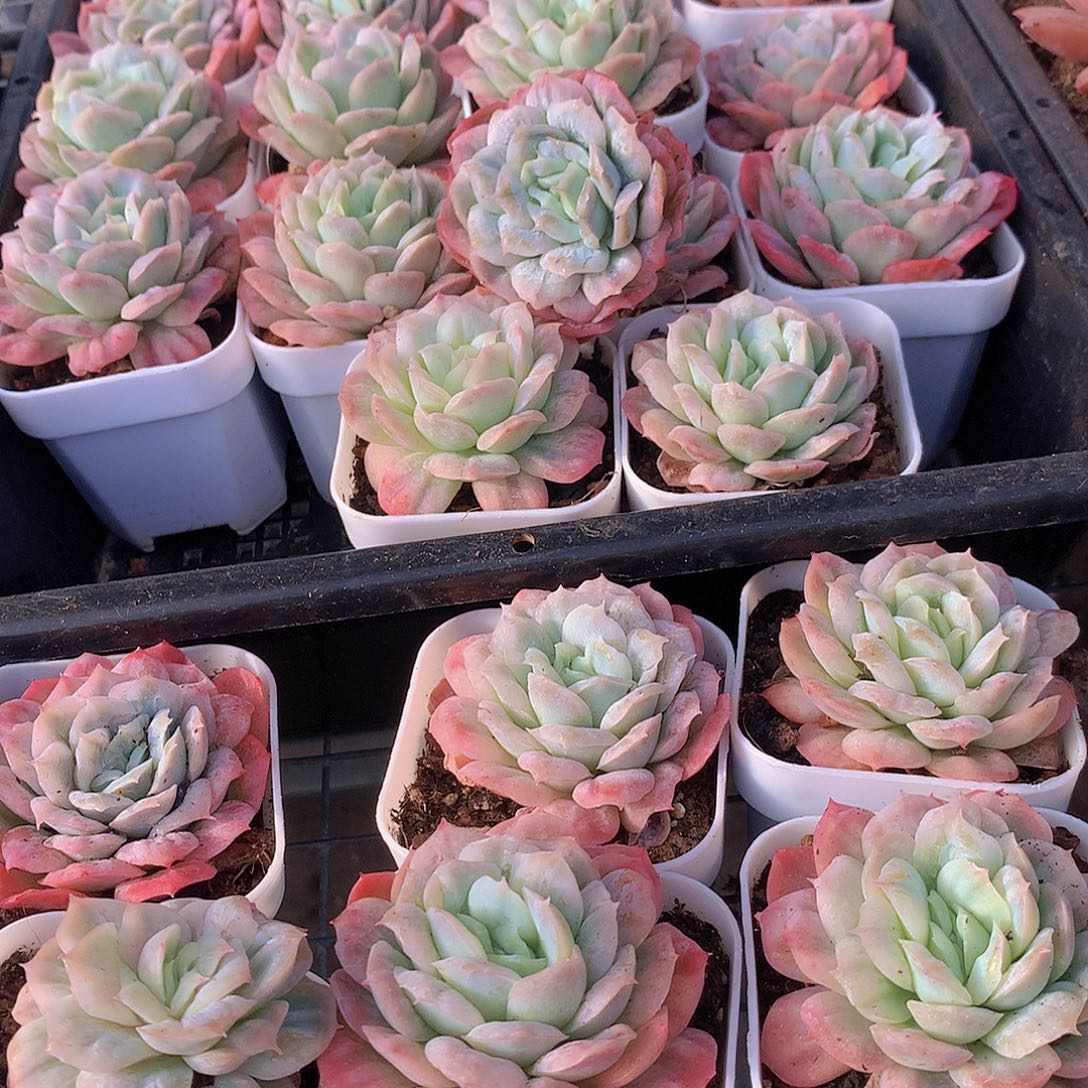 泡泡纱裙345678899900000