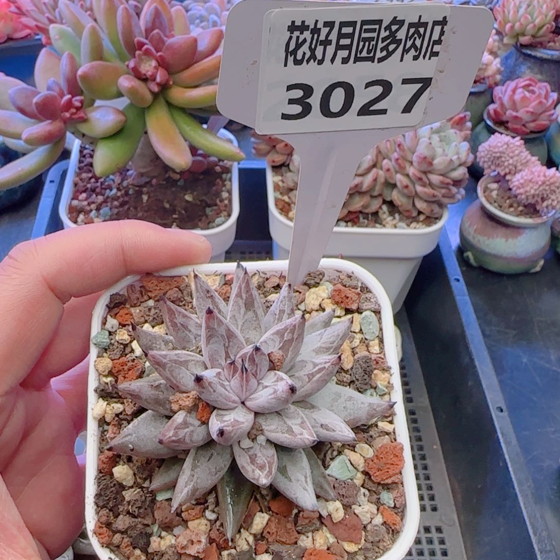 多肉3027…………………………