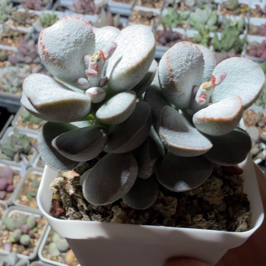 春彩老桩 满68包邮